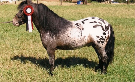Apolo Tibiriçá GSP